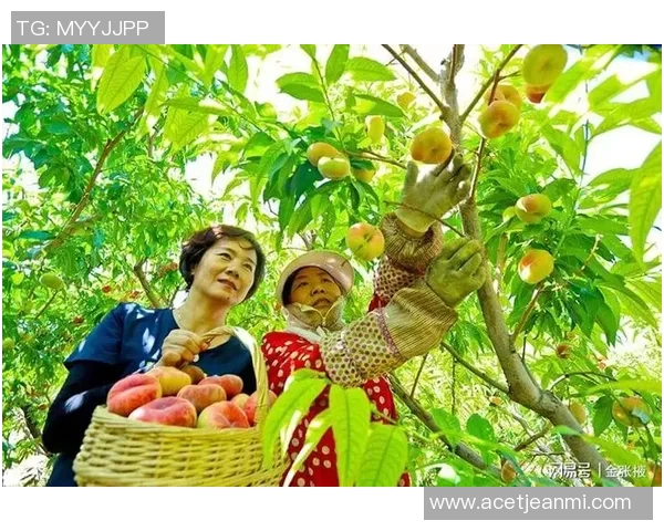 果园采摘乐趣无穷体验，畅享自然美味与田园风光的完美结合